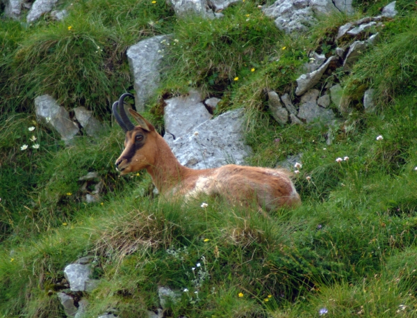 Camoscio d''Abruzzo Rupicapra pyrenaica ornata